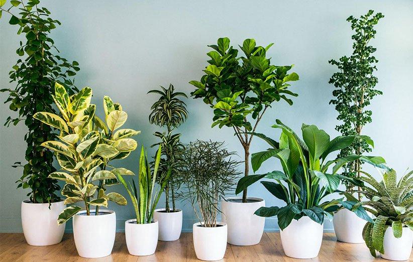 گیاهان  آپارتمانی و راز نگهداری از آنها | چگونه گل و گیاهان آپارتمانی شادابی داشته باشیم؟