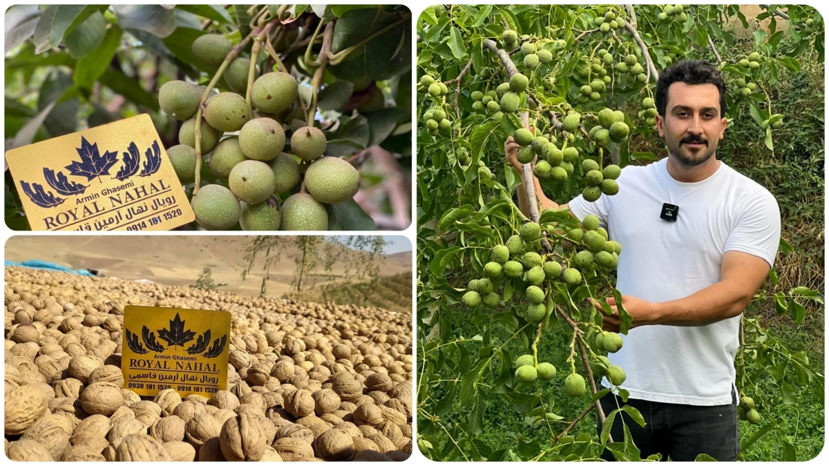 طلای سبز به جای ارز و طلا؛ سرمایه‌گذاری پرسود با کاشت نهال گردو